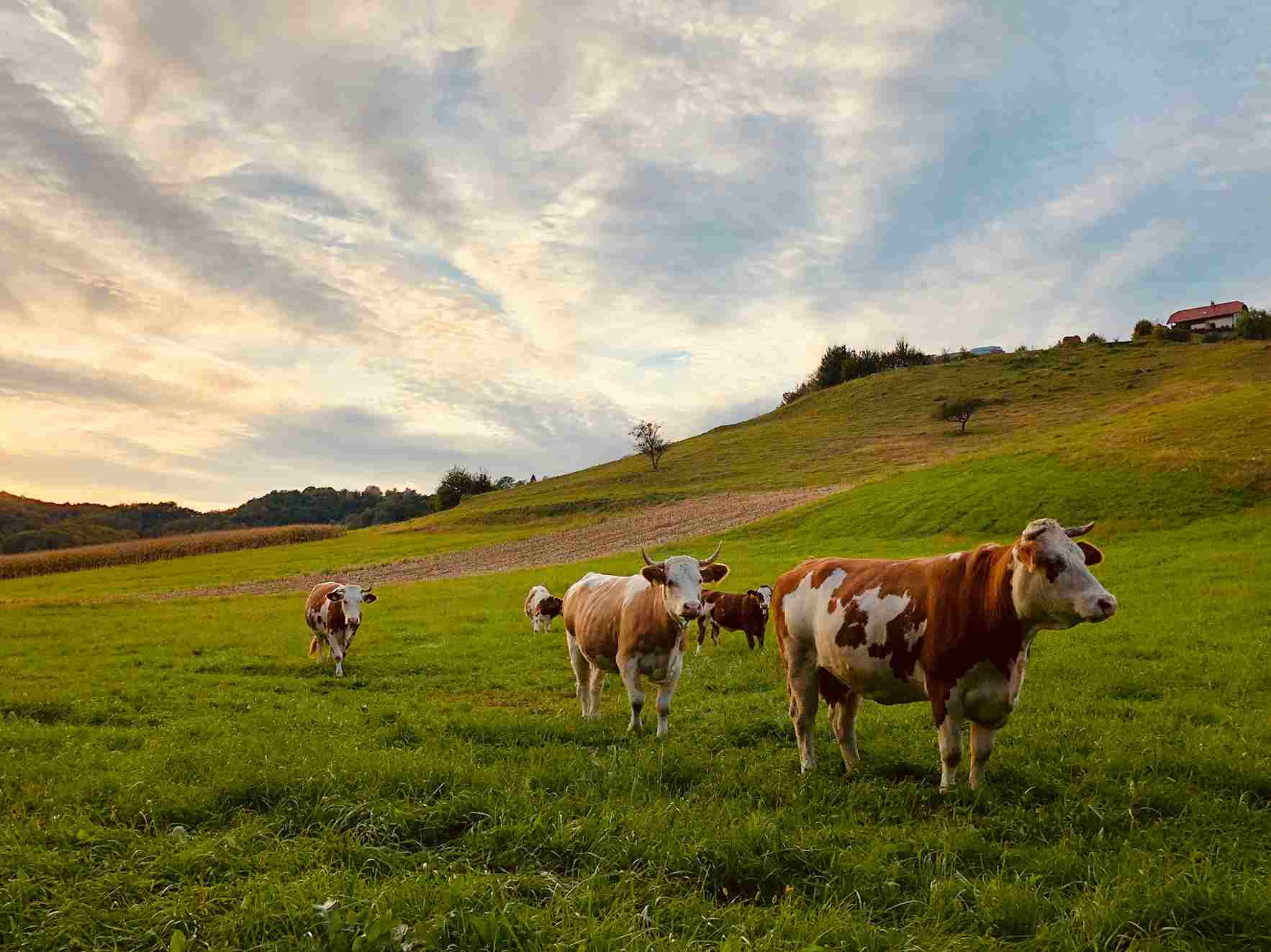 livestock relocation